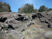 Monte Cicirello